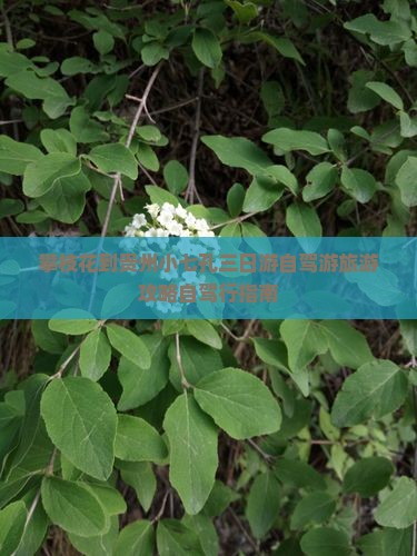 攀枝花到贵州小七孔三日游