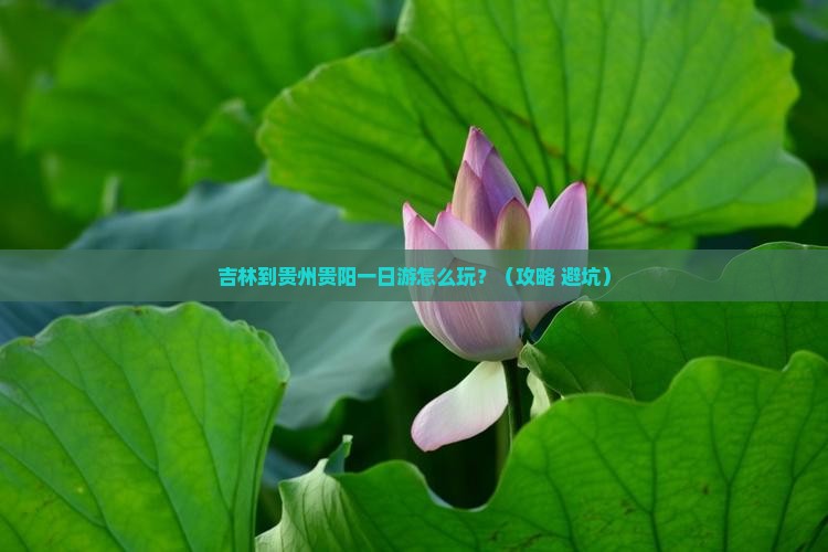 吉林到贵州贵阳一日