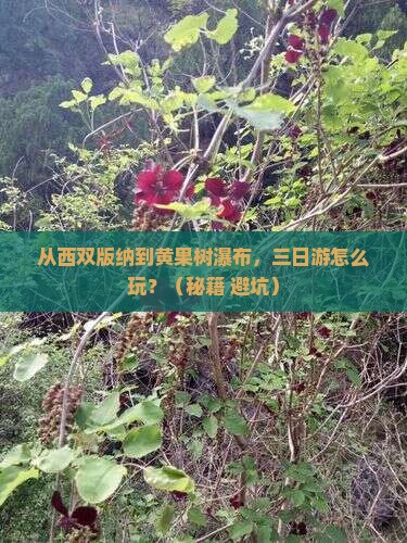 西双版纳去贵州黄果树瀑布三日游