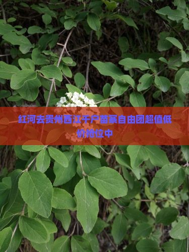 红河去贵州西江千户苗寨自由团