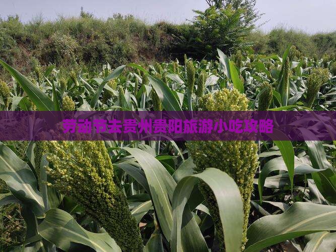 劳动节去贵州贵阳旅游小吃