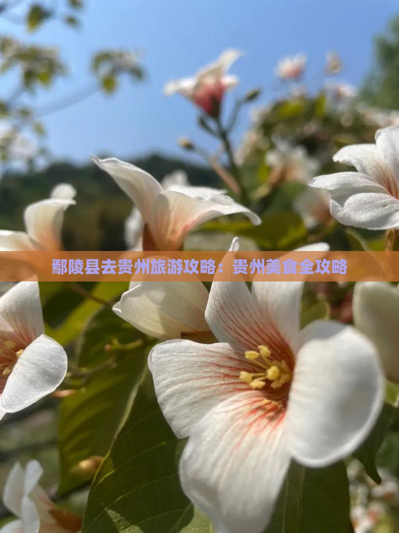 鄢陵县去贵州旅游小吃