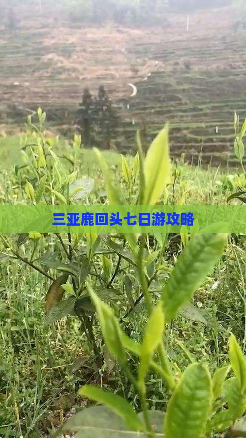黔西南前往三亚鹿回头七日游