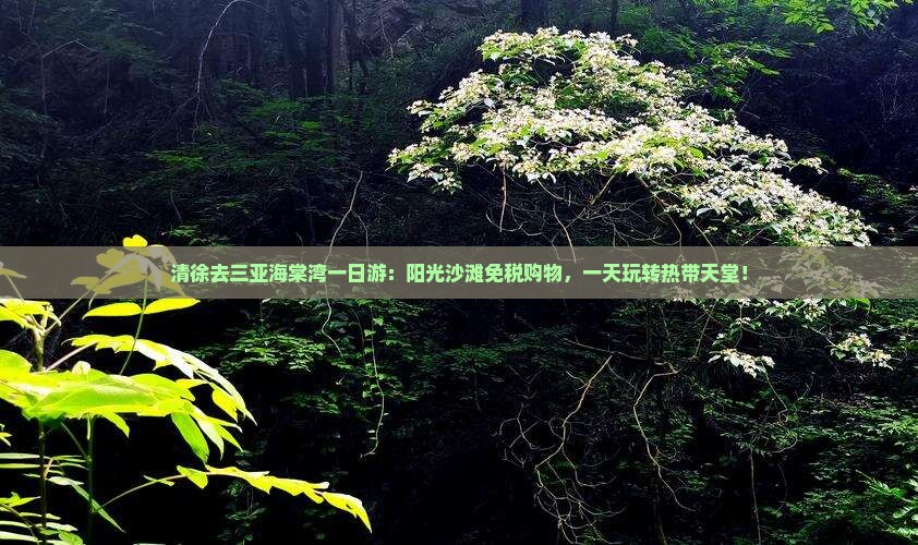 清徐去三亚海棠湾一日游