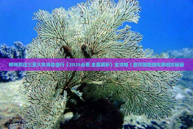 郴州前往三亚大东海自由行