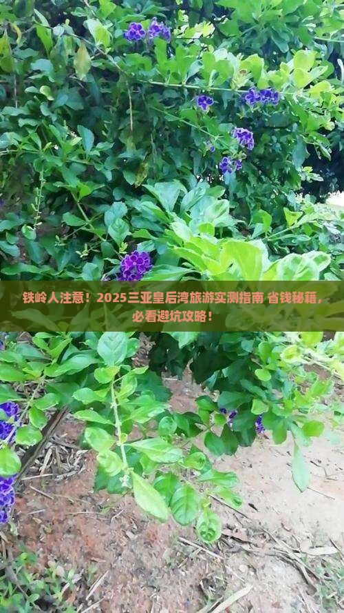 铁岭前往三亚皇后湾旅游网红地点
