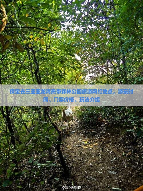 保定去三亚亚龙湾热带森林公园旅游网红地点