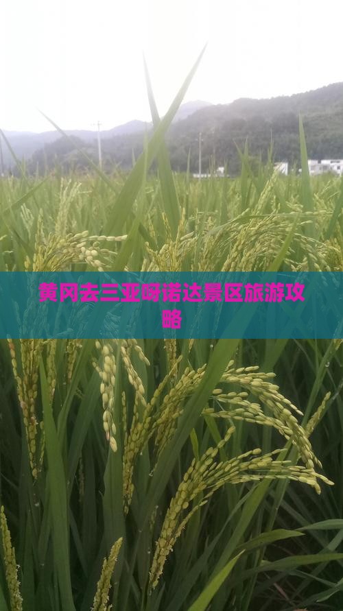 黄冈去三亚呀诺达景区旅游