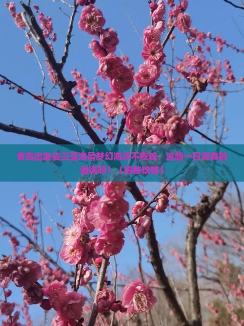 青岛前往三亚海昌梦幻海洋不夜城一日游