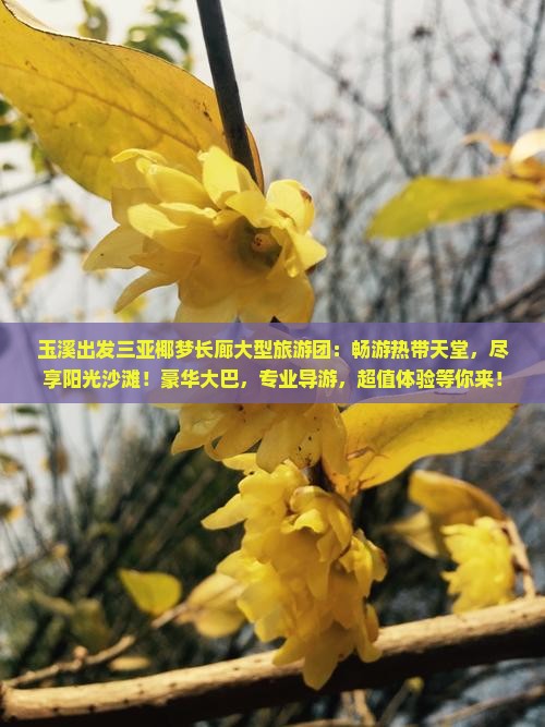 玉溪出发三亚椰梦长廊大型旅游团