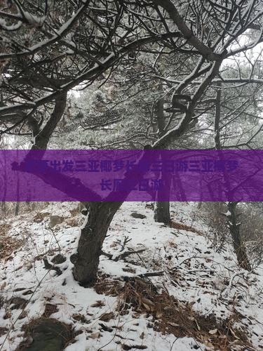 思茅出发三亚椰梦长廊三日游