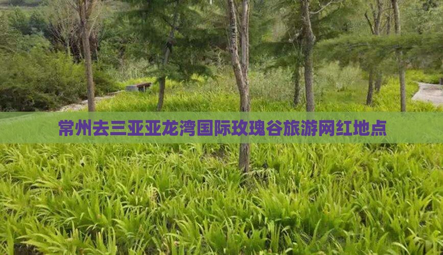 常州去三亚亚龙湾国际玫瑰谷旅游网红地点