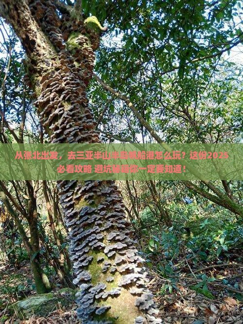 张北出发三亚半山半岛帆船港攻略