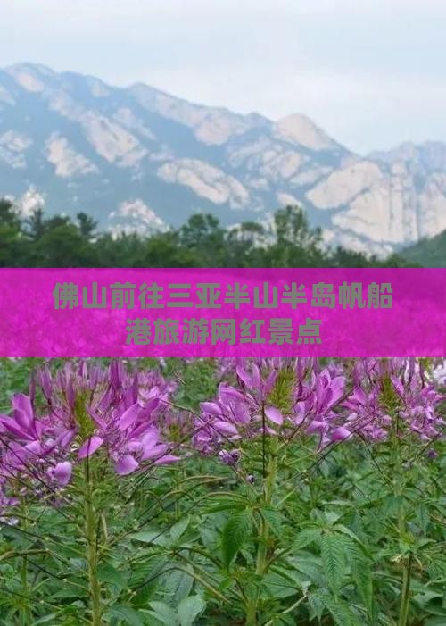 佛山前往三亚半山半岛帆船港旅游网红地点