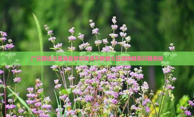 广元前往三亚海昌梦幻海洋不夜城七日游