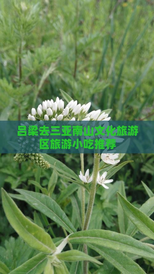 吕梁去三亚南山文化旅游区旅游小吃