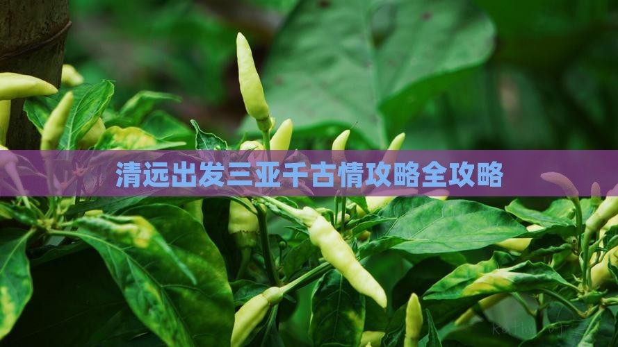 清远出发三亚千古情攻略