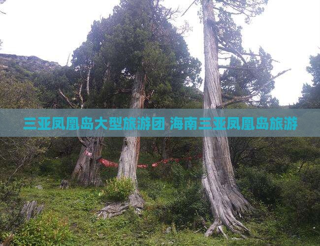 衢州前往三亚凤凰岛大型旅游团
