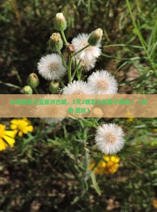 定西前往三亚崖洲古城大型旅游团