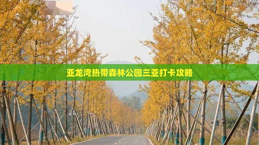 汕尾去三亚亚龙湾热带森林公园旅游打卡点 汕尾去三亚亚龙湾热带森林公园旅游打卡点