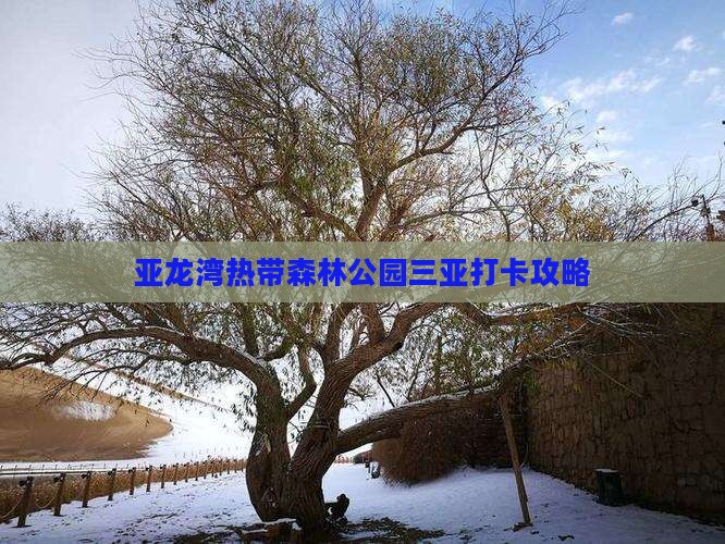 汕尾去三亚亚龙湾热带森林公园旅游打卡点 汕尾去三亚亚龙湾热带森林公园旅游打卡点