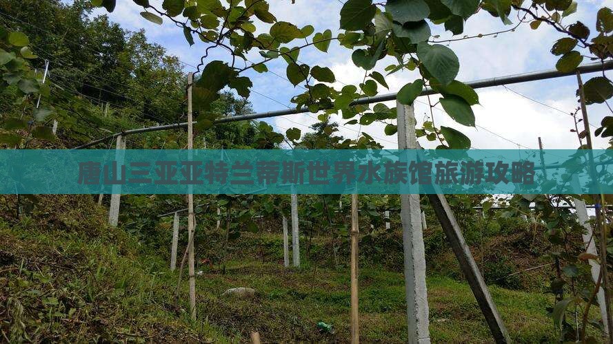 唐山去三亚亚特兰蒂斯水族馆旅游打卡点