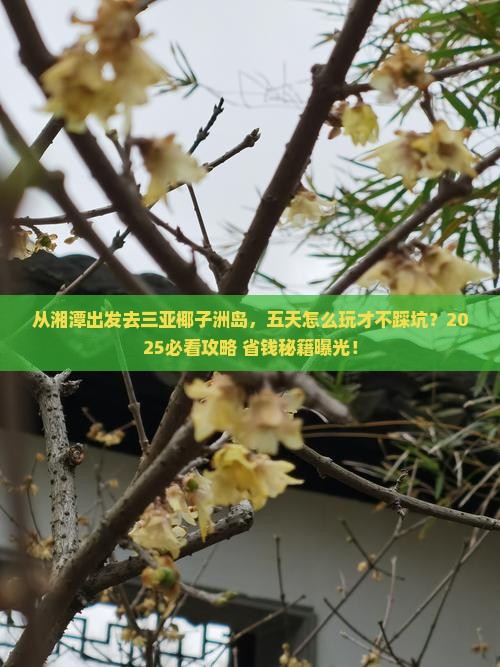 湘潭前往三亚椰子洲岛五日游