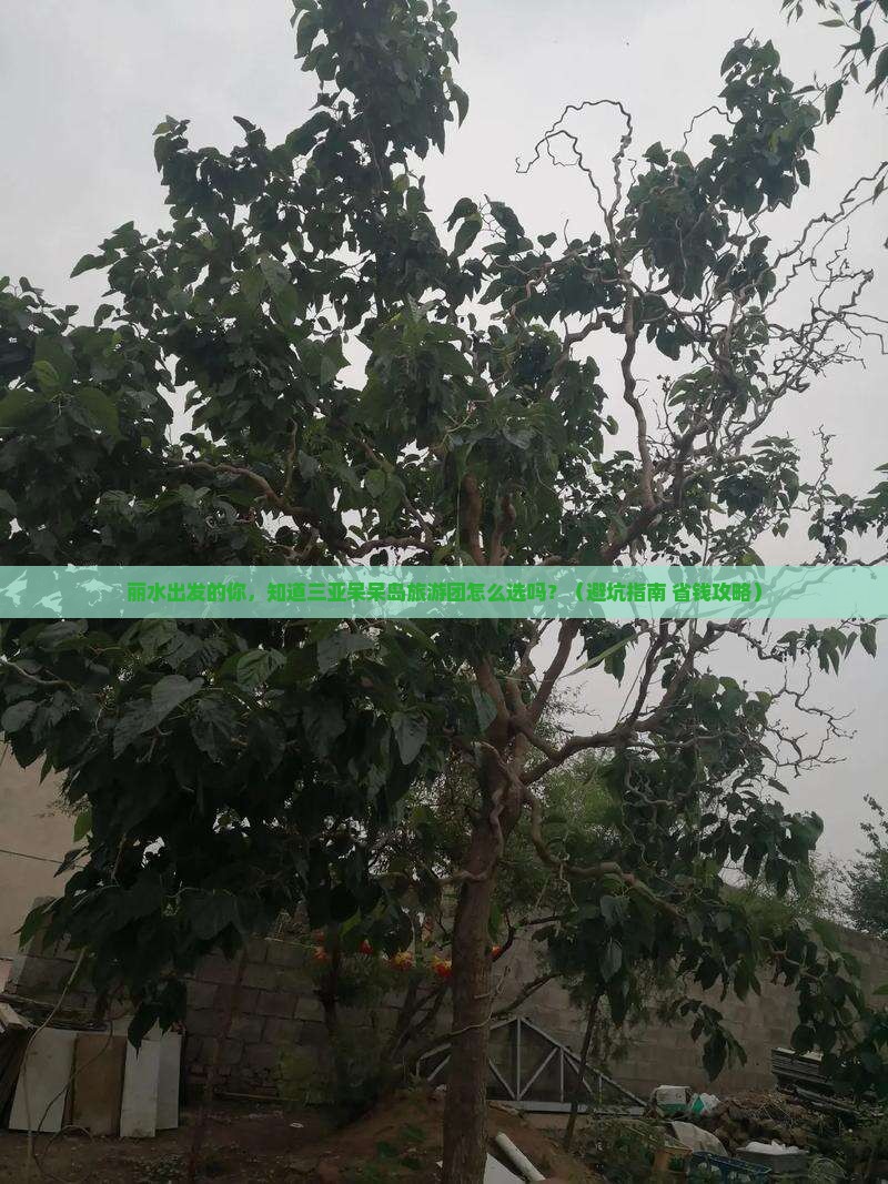 丽水去三亚呆呆岛大型旅游团