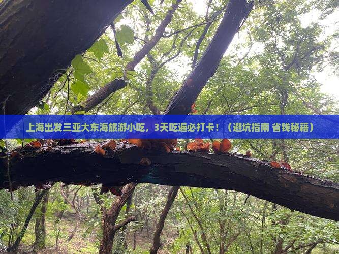 上海出发三亚大东海旅游小吃