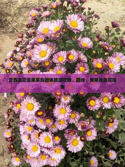 定西去三亚呆呆岛团体旅游