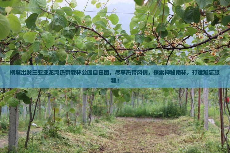 桐城出发三亚亚龙湾热带森林公园自由团
