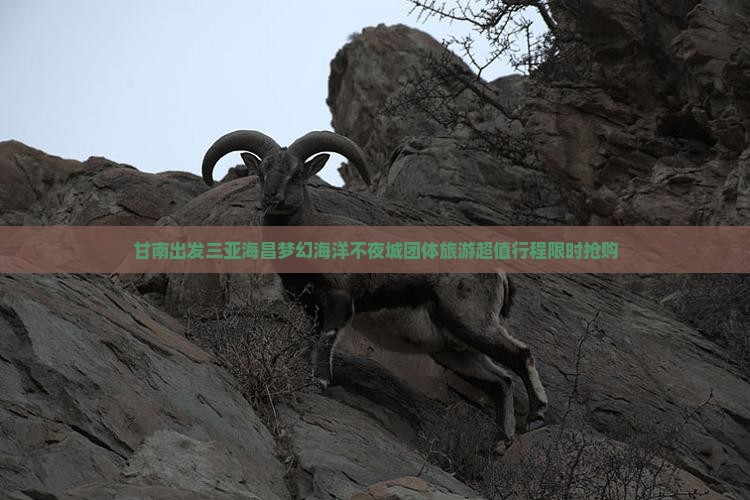 甘南出发三亚海昌梦幻海洋不夜城团体旅游