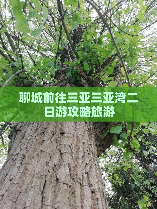 聊城前往三亚三亚湾二日游
