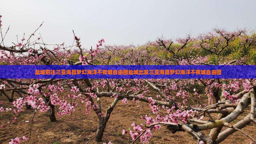 盐城前往三亚海昌梦幻海洋不夜城自由团