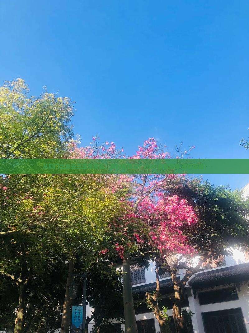 荆门去三亚呆呆岛攻略