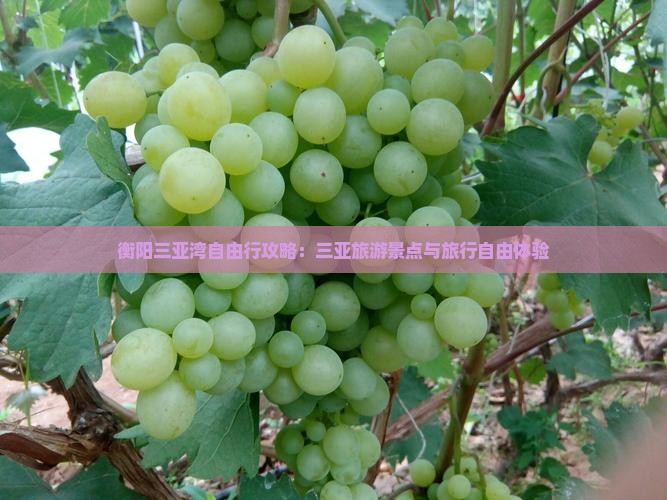 衡阳去三亚三亚湾自由行