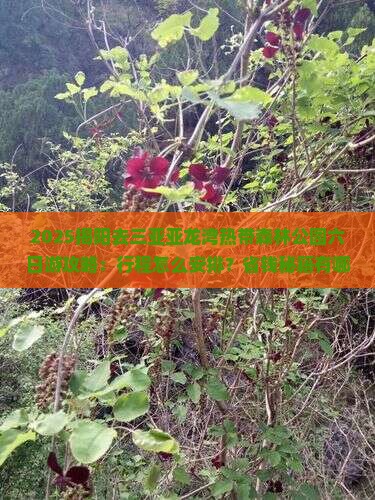 揭阳去三亚亚龙湾热带森林公园六日游