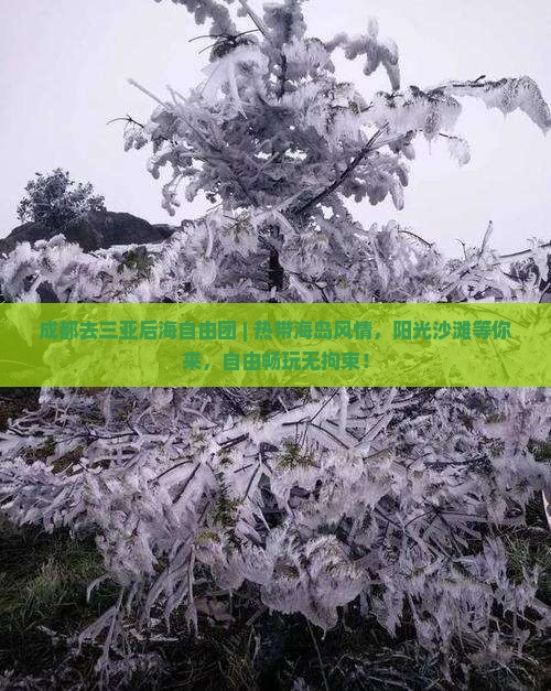 成都去三亚后海自由团