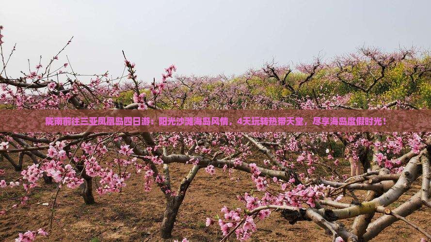 陇南前往三亚凤凰岛四日游