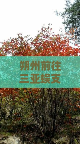 朔州前往三亚蜈支洲岛个人游