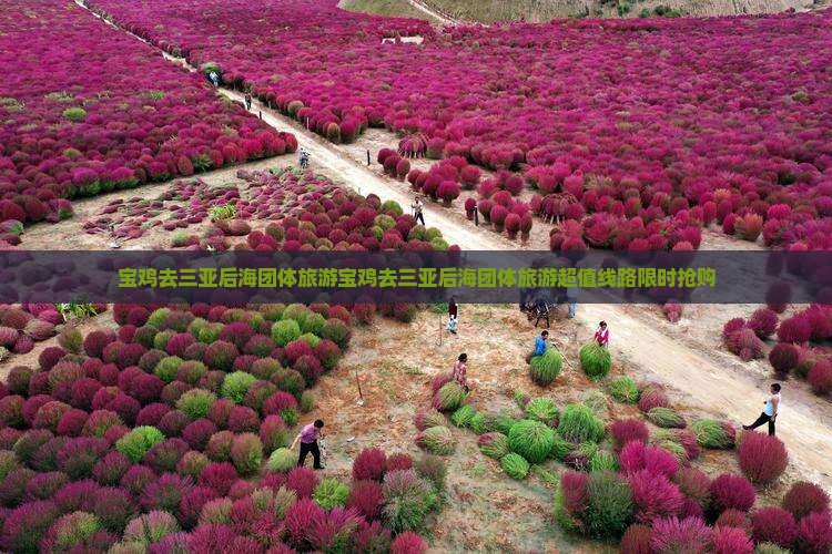 宝鸡去三亚后海团体旅游