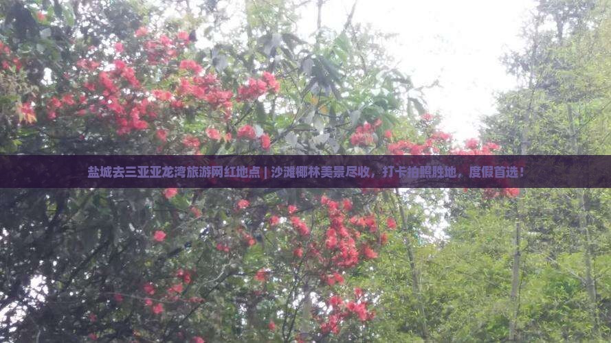 盐城去三亚亚龙湾旅游网红地点
