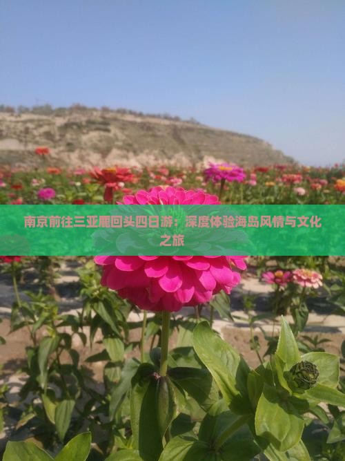 南京前往三亚鹿回头四日游
