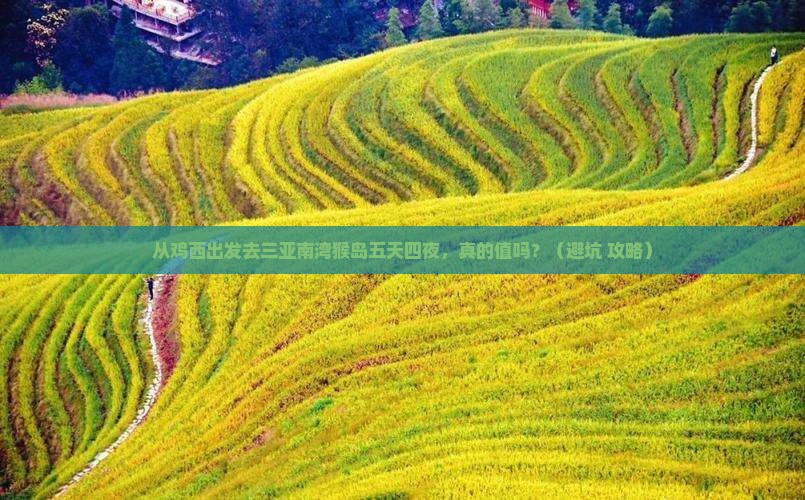 鸡西出发三亚南湾猴岛五日游