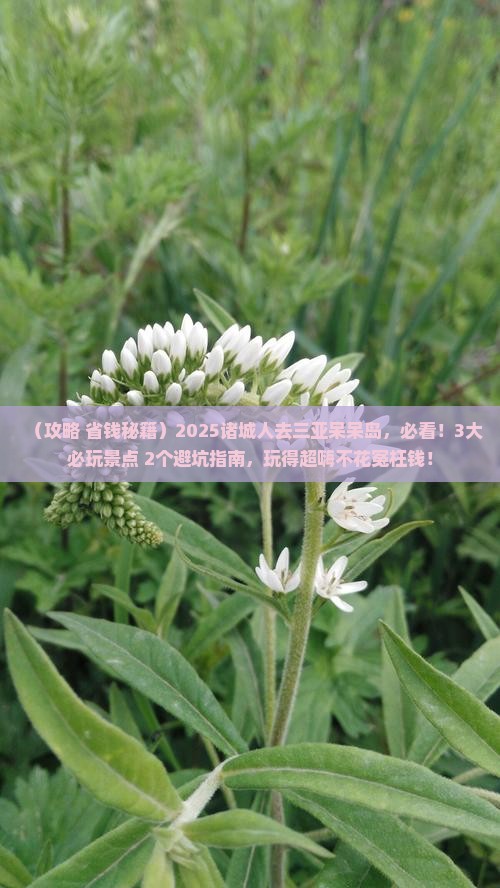 诸城去三亚呆呆岛哪里玩
