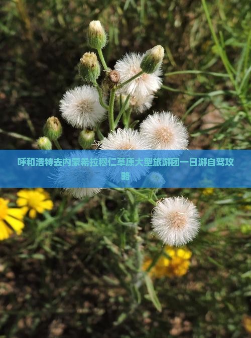 呼和浩特去内蒙希拉穆仁草原大型旅游团