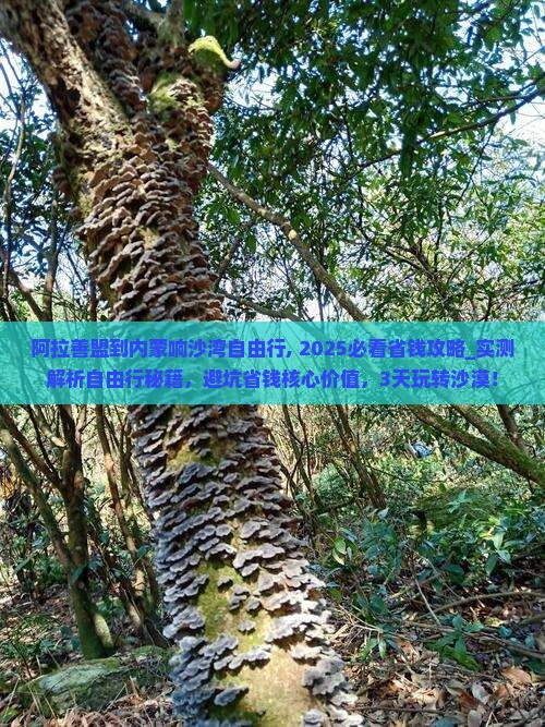 阿拉善盟到内蒙响沙湾自由行
