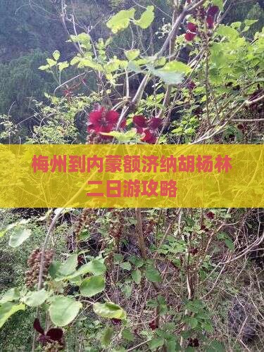梅州到内蒙额济纳胡杨林二日游