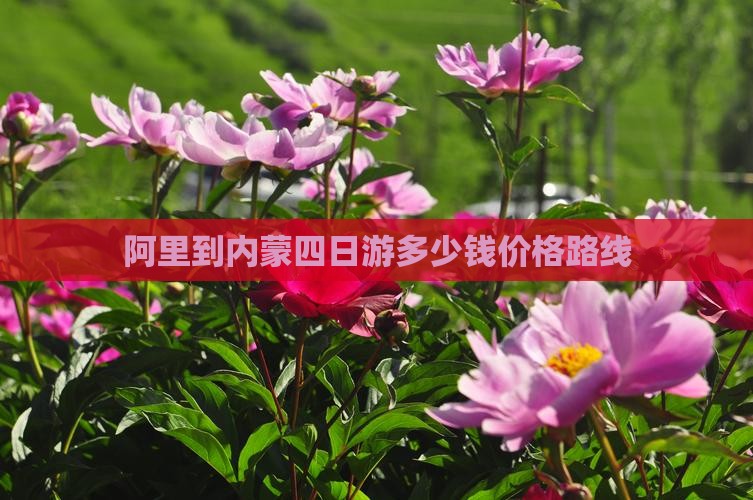阿里到内蒙四日游