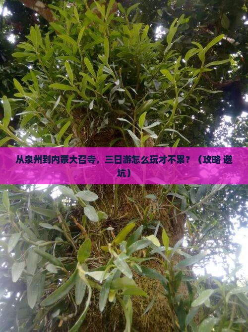 泉州到内蒙大召寺三日游
